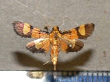 Aethaloessa floridalis
